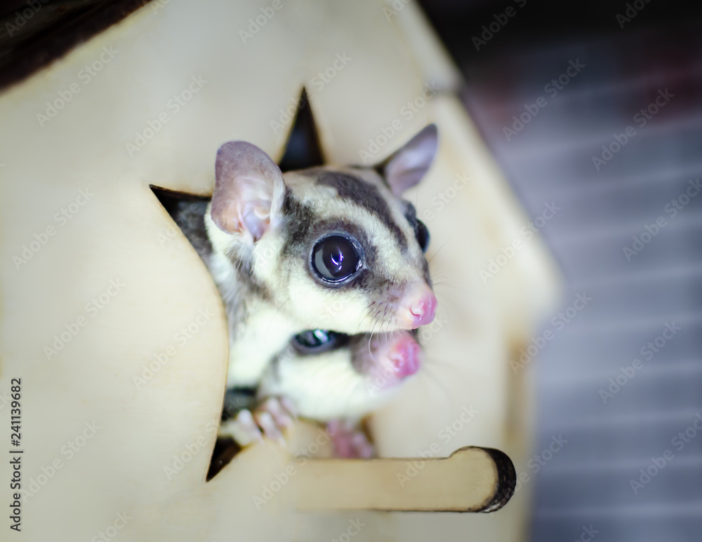Gray sugar glider. Petaurus breviceps arboreal gliding possum. Exotic