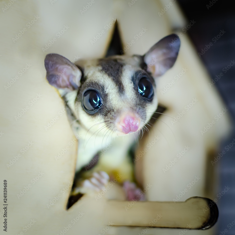 Gray sugar glider. Petaurus breviceps arboreal gliding possum. Exotic animals in the human