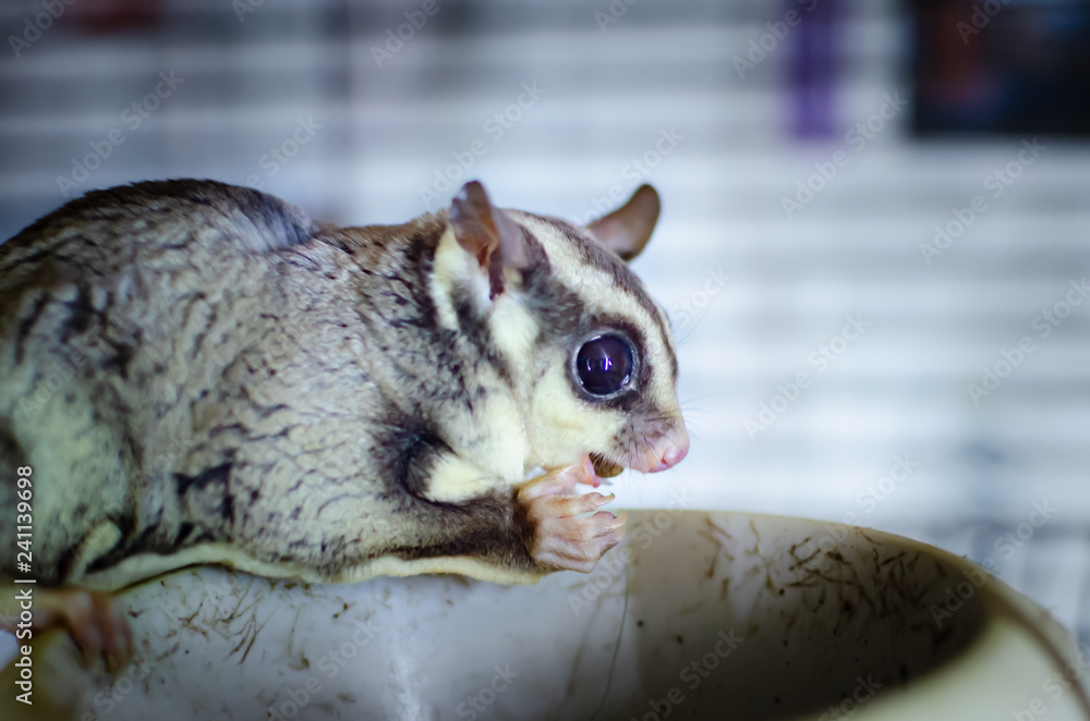 Gray sugar glider. Petaurus breviceps arboreal gliding possum. Exotic