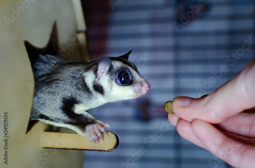 Gray sugar glider. Petaurus breviceps arboreal gliding possum. Exotic animals in the human environment. Endangered species in captivity.
