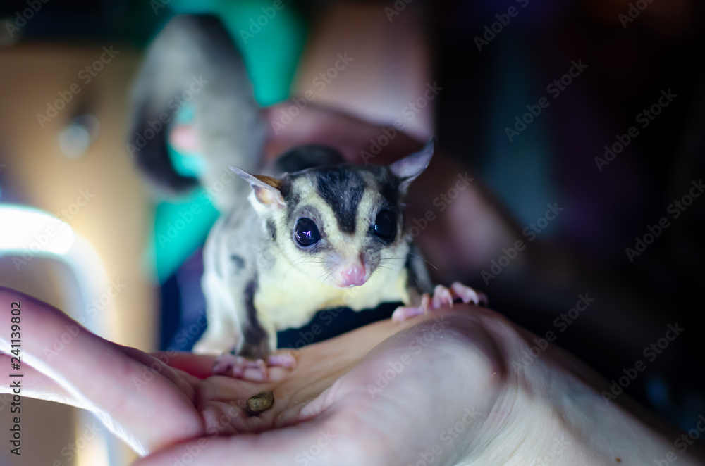 Gray sugar glider. Petaurus breviceps arboreal gliding possum. Exotic animals in the human