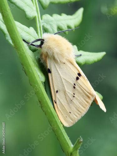 Butterfly photo