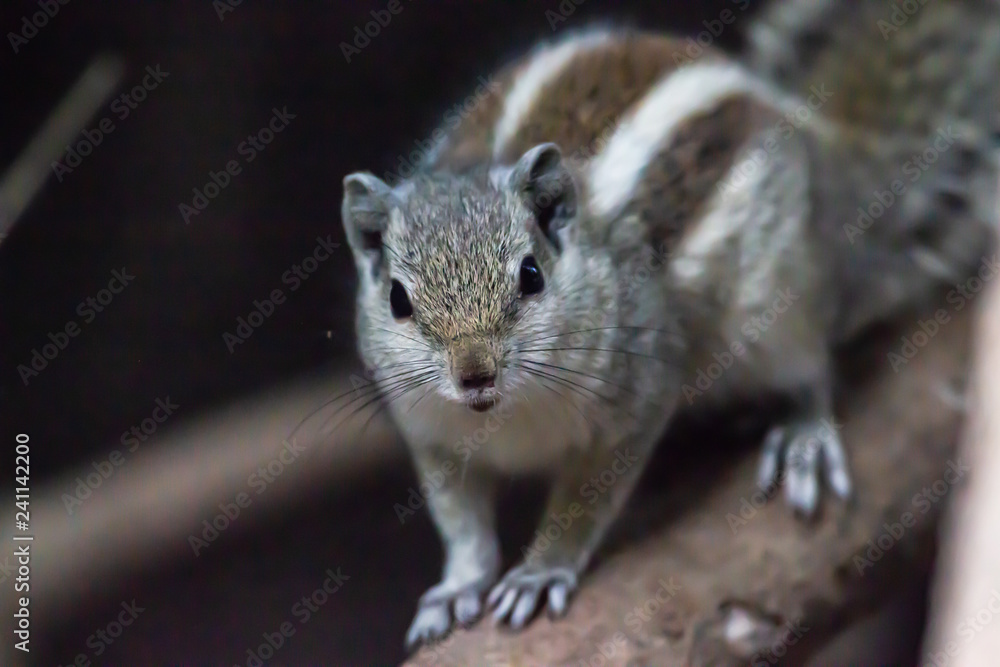 Obraz premium Indian Palm Squirrel