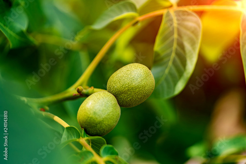 Two green walnuts ripening on the tree in summer on a warm sunny day. Big green fruits of walnut on a branch. Close-up