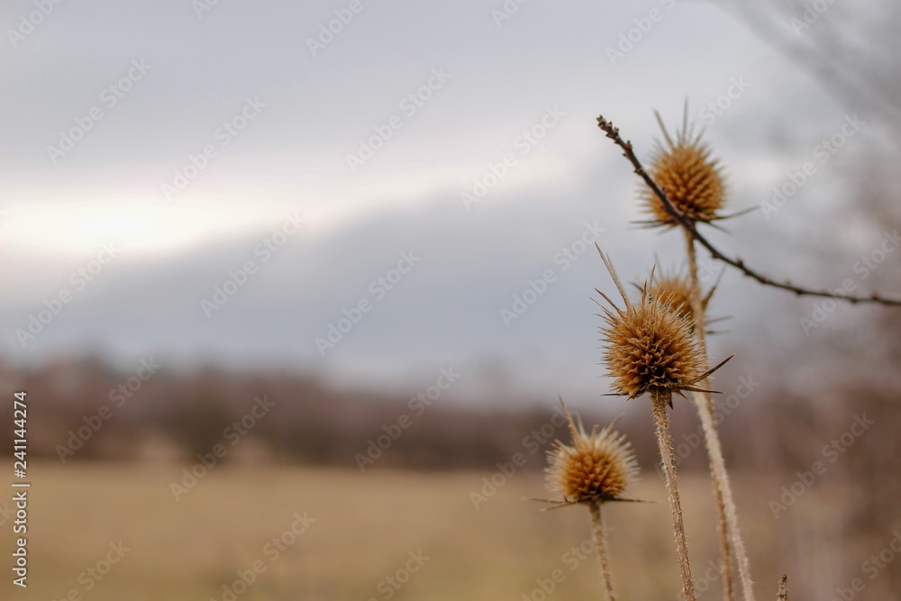 Dry plants in the nature, winter without snow