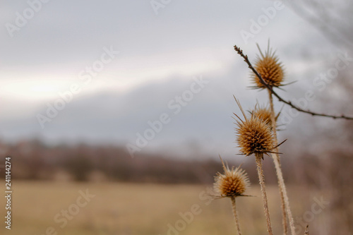 Dry plants in the nature  winter without snow