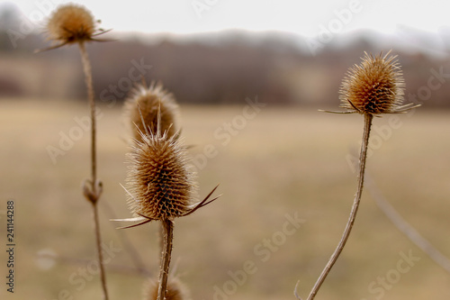 Dry plants in the nature  winter without snow