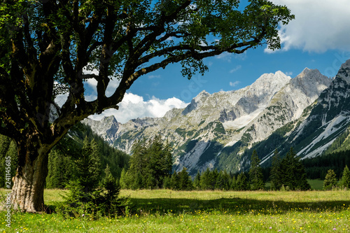 Alpenlandschaft mit großem Baum photo