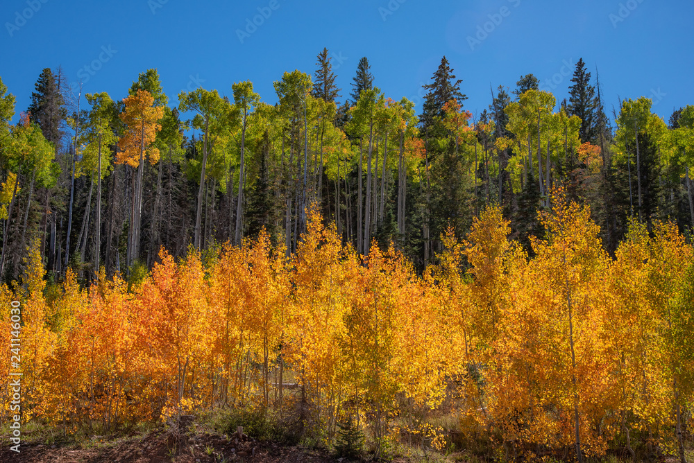 Fototapeta premium Fall Colors in the Dixie National Forest