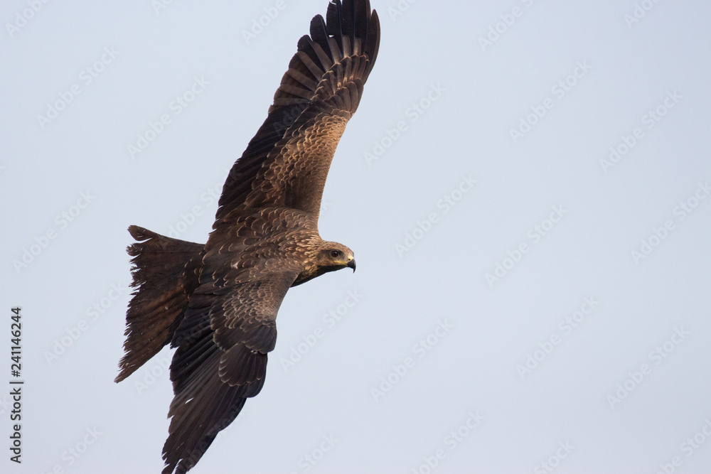 Fototapeta premium Black Kites