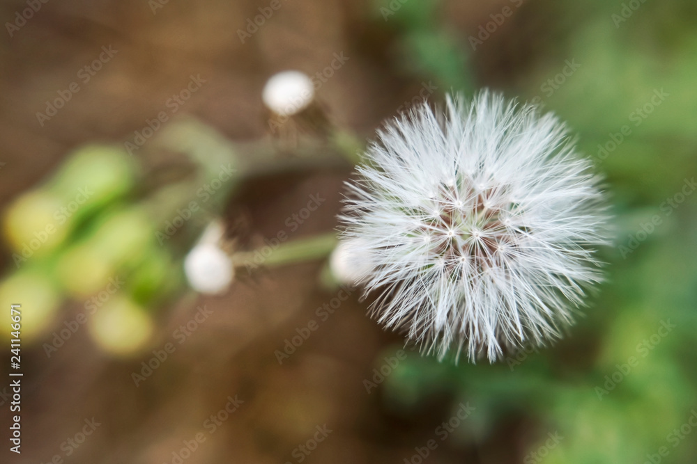 The fruit of the common groundsel close-up on the background of inflorescences The fruit of the common groundsel close-up on the background of inflorescences