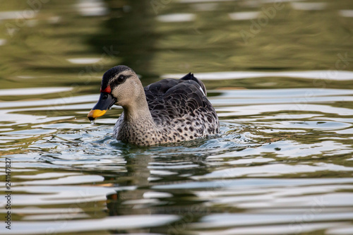 Indian Spot Billed Ducks