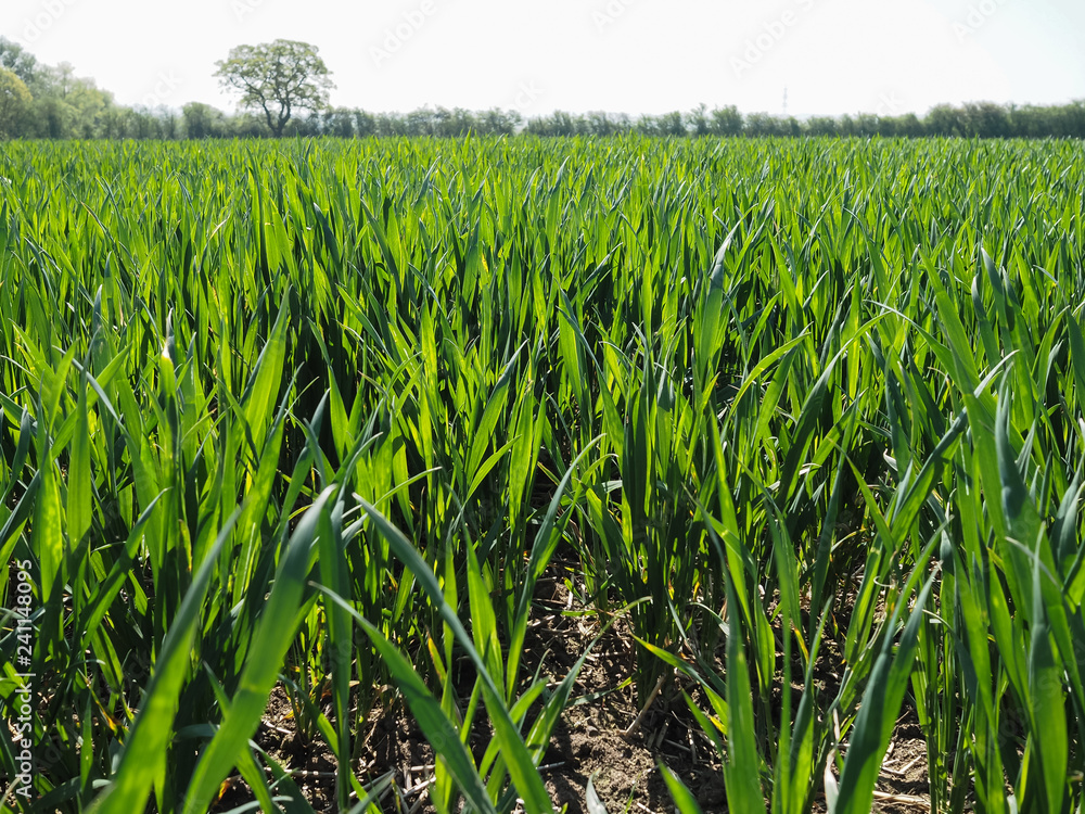 Farmland crops with tractor treads through the middle Farmland crops with tractor treads through the middle