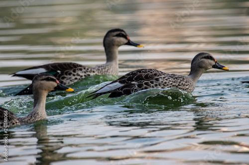 Indian Spot Billed Ducks