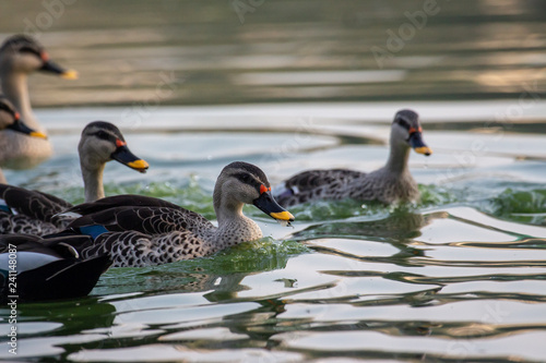 Indian Spot Billed Ducks