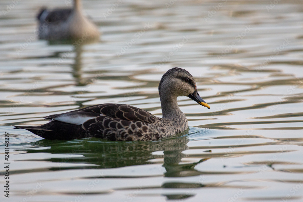 Indian Spot Billed Ducks Indian Spot Billed Ducks