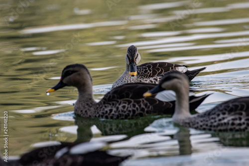 Indian Spot Billed Ducks