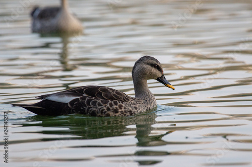 Indian Spot Billed Ducks