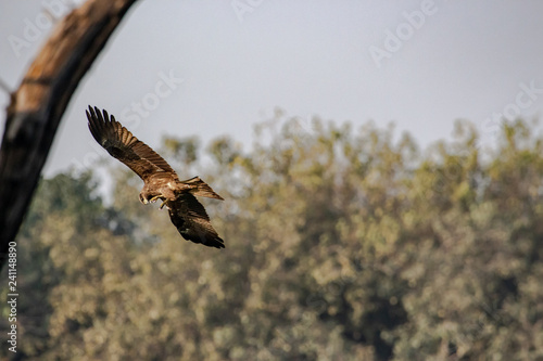 Black Kites