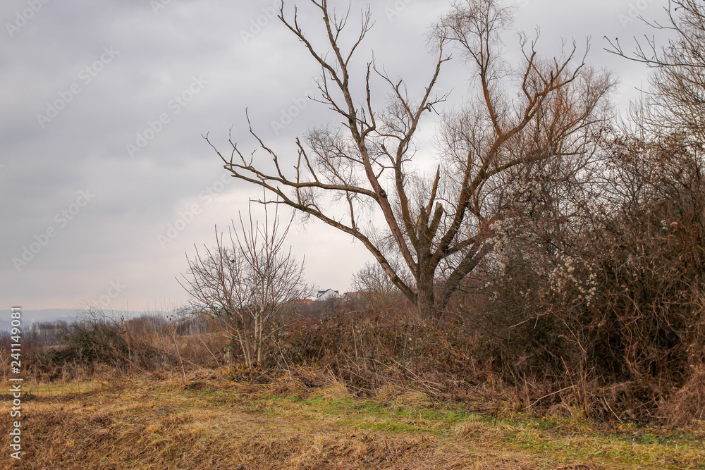 Dry branches of trees without leaves, park in the winter without snow Dry branches of trees without leaves, park in the winter without snow