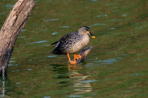 Indian Spot Billed Ducks