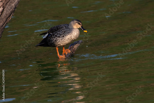 Indian Spot Billed Ducks