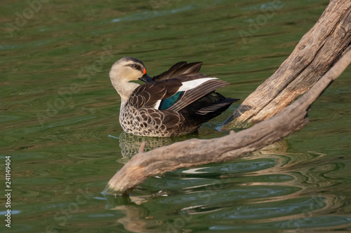 Indian Spot Billed Ducks