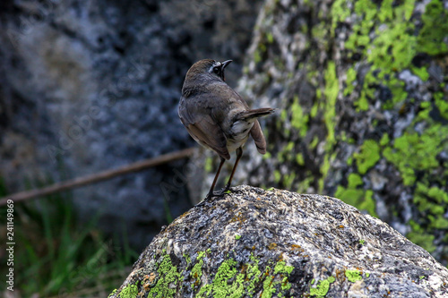 Himalayan Birdie