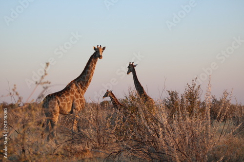 Giraffenmutter mit zwei kleinen