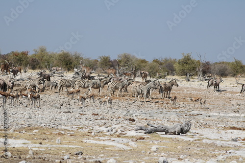 Zebras und Antilopen