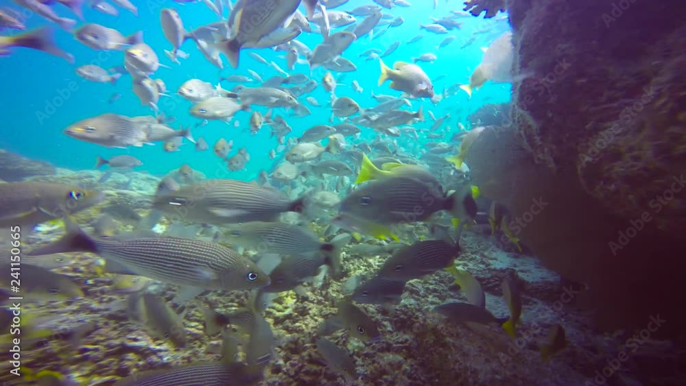 Mexico. Fascinating underwater diving in the sea of Cortez. Mexico. Fascinating underwater diving in the sea of Cortez.