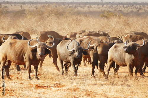 Fototapeta Naklejka Na Ścianę i Meble -  Büffelherde in der Serengeti