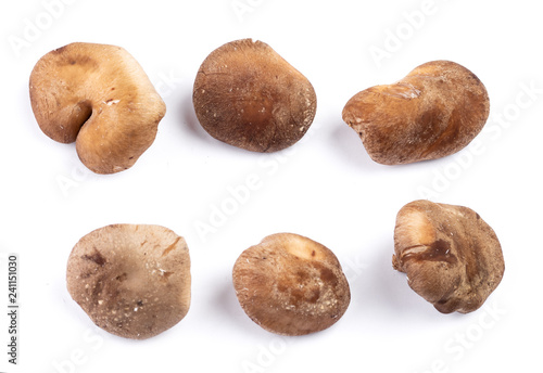Set of shiitake mushrooms