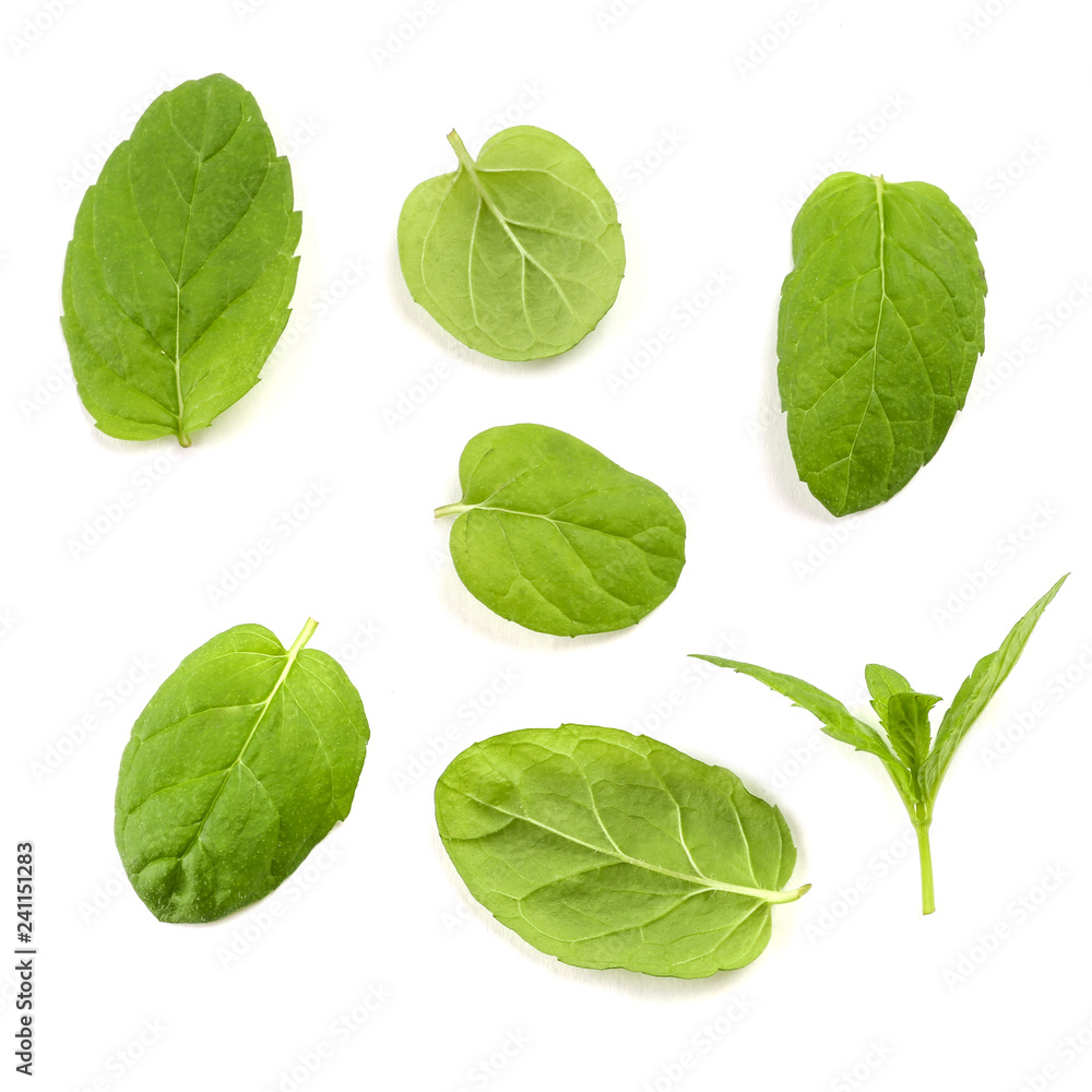Melissa mint leaves on white Melissa mint leaves on white