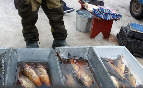 Sale of live fish carp in the market. Fishermen sell carp