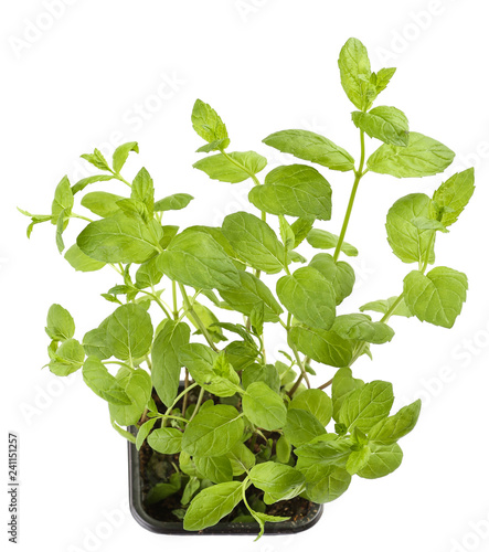 Mint aroma plant in soil