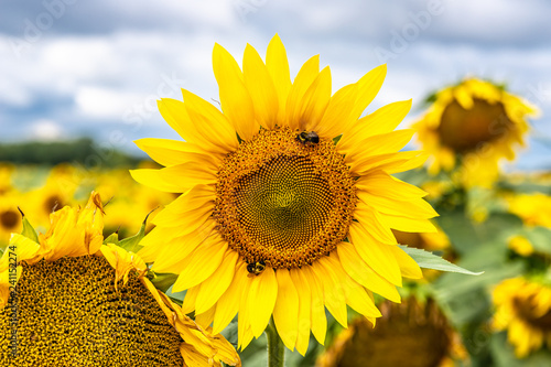 sunflower in field
