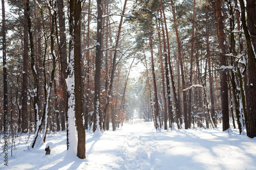 Landscape image of winter forest covered with snow