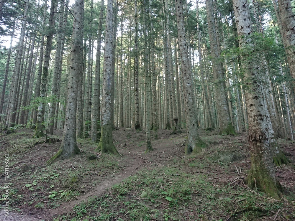 Naklejka premium Parco delle foreste casentinesi