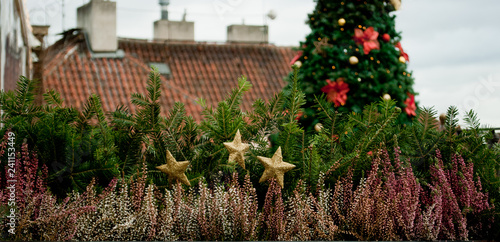 Horizontal image of fir hedge with Christmas tree on the background