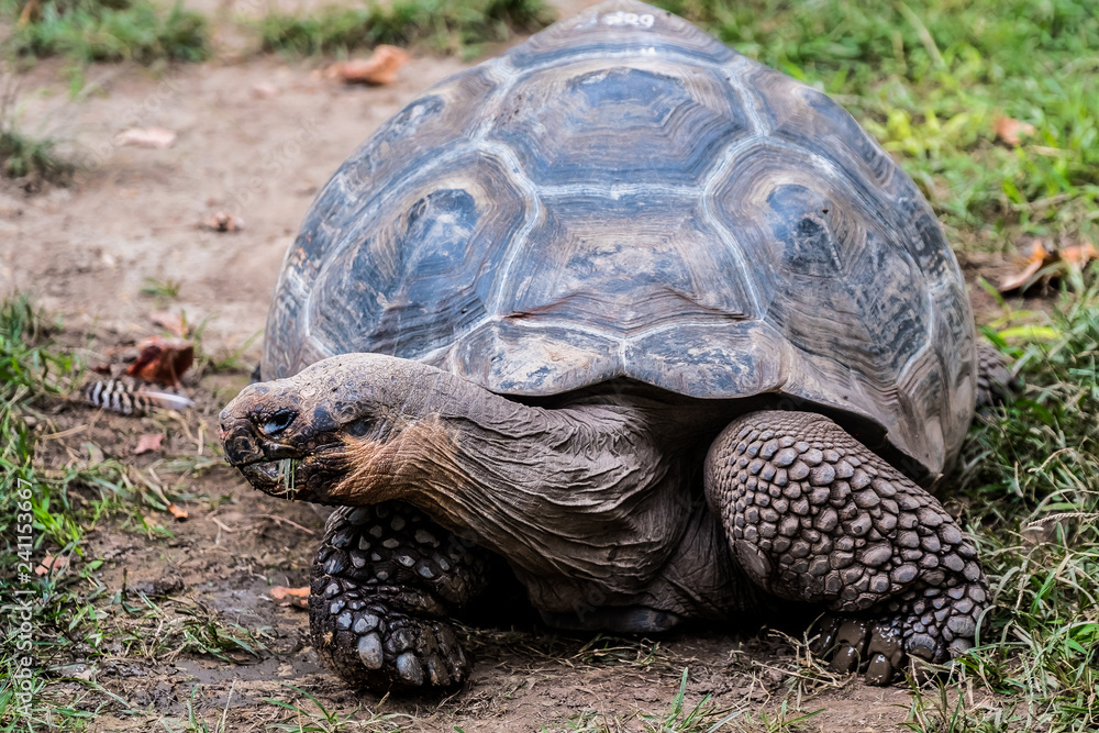 Tortue géante des seychelles Tortue géante des seychelles