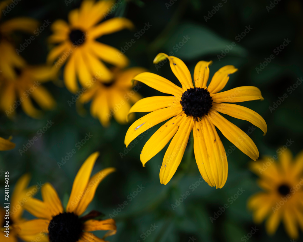 yellow flowers in garden yellow flowers in garden