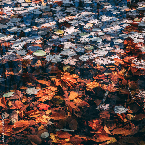 autumn leaves in water