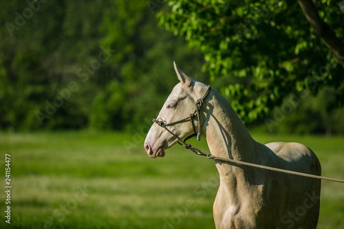 Portrait of young white stallion of Akhal Teke horse breed from desert with horse halter on standing in a pasture, green grass and trees in background