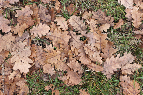 Grass oak leaves ground earth soil winter fall close up