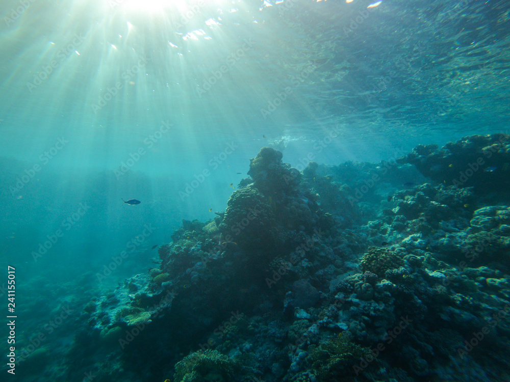 Fototapeta premium morze czerwone, podwodny świat