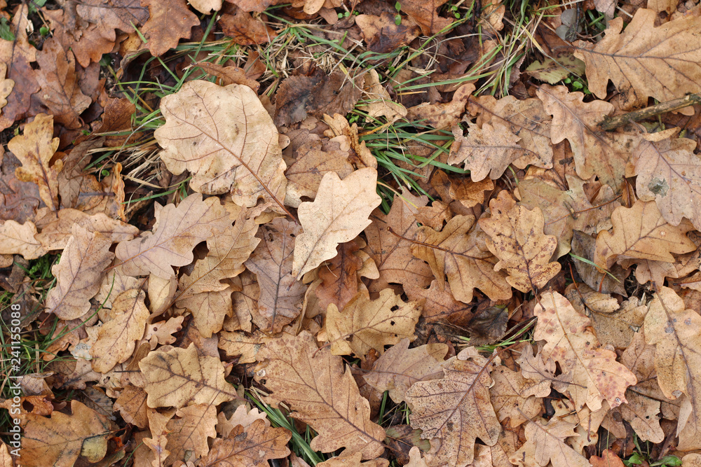 Grass oak leaves ground earth soil winter fall close up Grass oak leaves ground earth soil winter fall close up