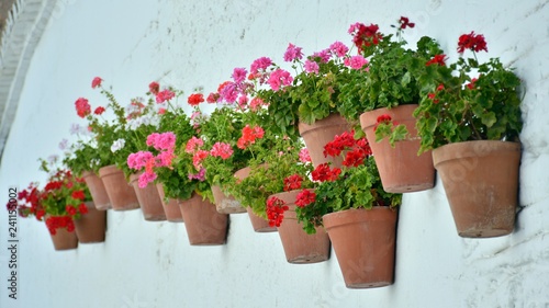 Fototapeta Naklejka Na Ścianę i Meble -  Macetas de geranios de colores