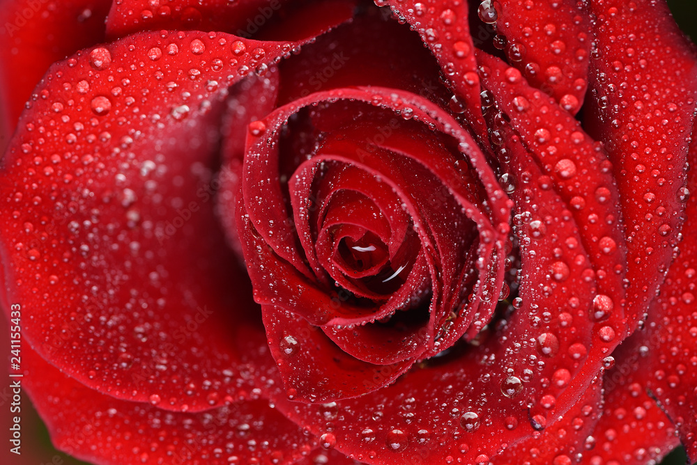 Close up view of red rose
