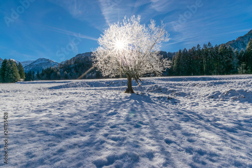 Durchbohren der Sonne durch einen gefrorenen weißen Baum